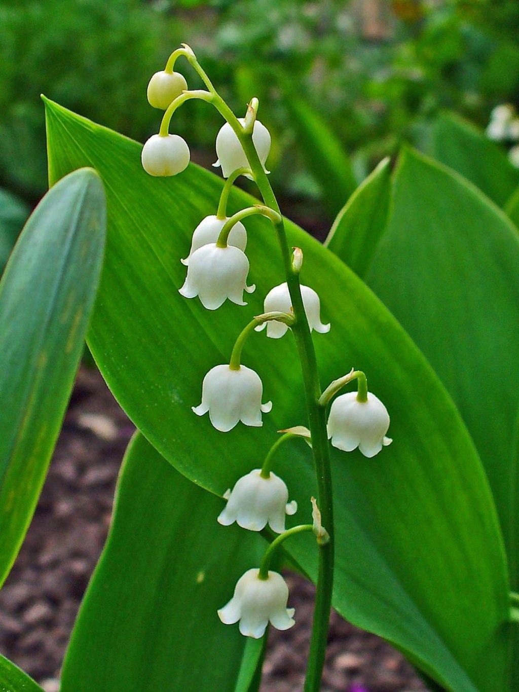 LILY OF THE&nbsp;VALLEY